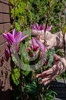 Woman hands gentle touching flowers of Black Lily Magnolia. Magnolia Liliiflora photo