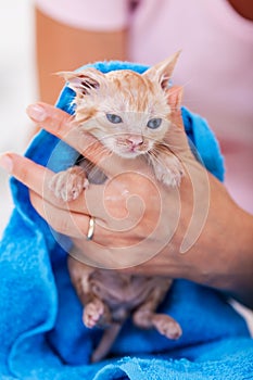 Woman hands gently dry wet kitten after bath