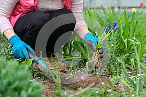 Woman hands in gloves with garden tools, Blue muscari flowers Grape Hyacinth