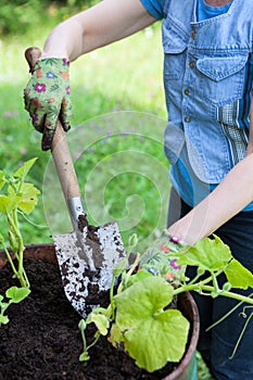 Woman hands in gloves holding small shovel for dig seeds into soil, close up view