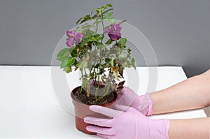 Woman hands in glowes transplanting rose flower plant a into a new pot