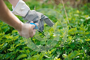 Woman hands harvesting common nettle vivid green fresh