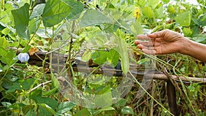 Woman hands harvesting winged bean