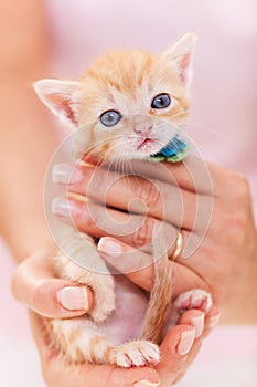 Woman hands hold a cute ginger kitten - close up