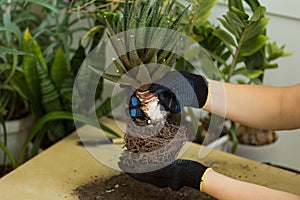 Woman hands holding aloe plant without pot before repotting
