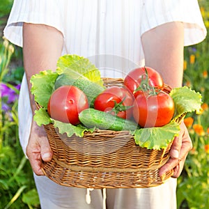 Woman hands holding a basket full of vegetables in the garden