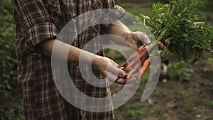 Woman hands holding a bunch of fresh organic carrots vegetables.