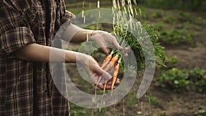 Woman hands holding a bunch of fresh organic carrots vegetables.