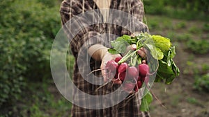 Woman hands holding a bunch of fresh organic carrots vegetables.Woman hands holding in the palms of radish.