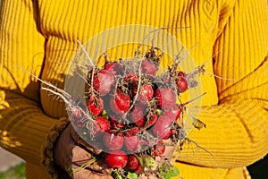 Woman hands holding bunch of fresh radish