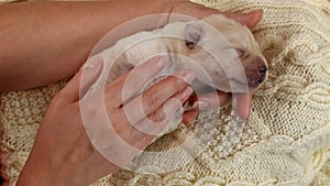 Woman hands holding and caressing newborn labrador puppy dog