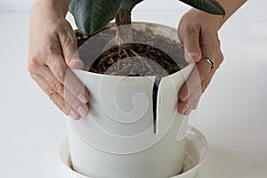 Woman hands holding cracked plastic pot with flower because of big root and need to repot