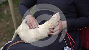 Woman hands holding and cuddling adorable white ferret outdoors. Furry silver ferret sleeping on woman knees outside