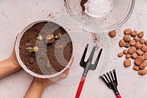 Woman hands holding flowerpot with fresh ginger plant top view