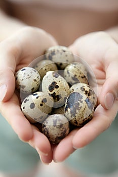 Woman hands holding fragile quail eggs