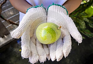 Woman hands holding fresh Passion fruit. Close-up hands with white gloves holding Passion fruit