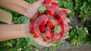 Woman hands holding freshly picked strawberries.