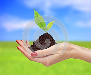 Woman hands are holding green plant over bright nature backgro
