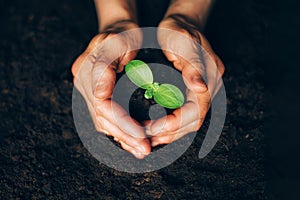 Woman hands holding green seedling, sprout over soil. Top view. Copy space. New life, eco, sustainable living, zero waste, plastic