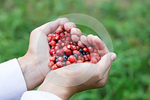 Woman hands holding handful ripe fresh forest berries in heart shape. Blueberry and wild strawberry in human palm.