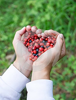 Woman hands holding handful ripe fresh forest berries in heart shape. Blueberry and wild strawberry in human palm.