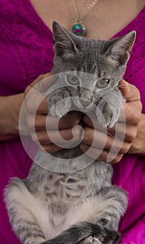 Woman hands holding a kitten