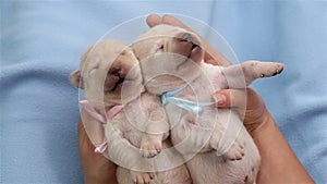 Woman hands holding newborn labrador dog puppies - closeup