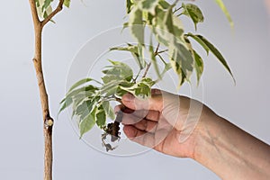 Woman hands holding offshoot with root separated from the main tree after being in bag with moss to plant it