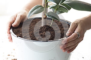 Woman hands holding pot with soil and ficus after repotting