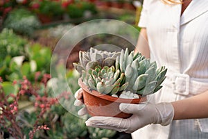 Woman hands holding a pot with succulents