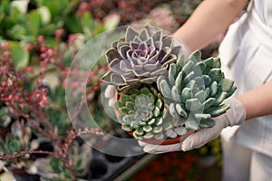 Woman hands holding a pot with succulents