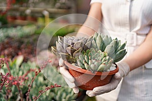 Woman hands holding a pot with succulents