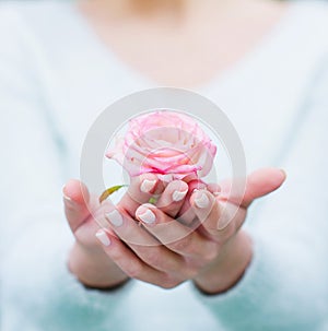 Woman hands holding rose flower