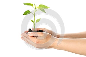 Woman hands holding seedling in black soil, isolated on white background