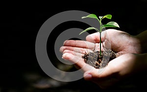 Woman hands holding sprout on earth day