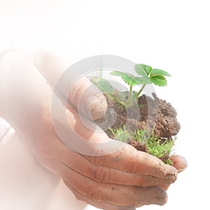 Woman hands holding strawberry