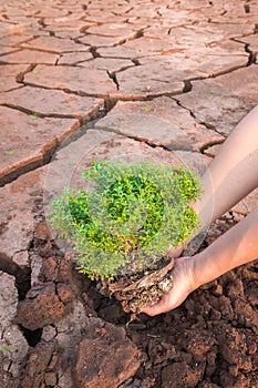 Woman hands holding tree growing