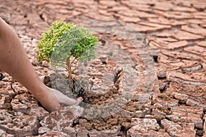 Woman hands holding tree growing