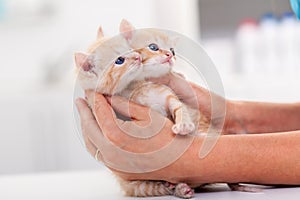 Woman hands holding two cute ginger kittens on the table