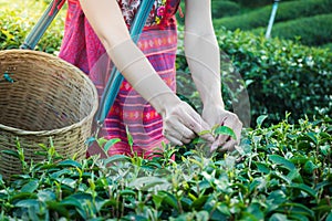 Woman hands holding young green tea leaves on hill in the morning with sunrise ray