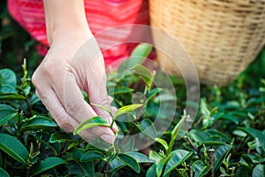 Woman hands holding young green tea leaves on hill in the morning with sunrise ray, agricultural tree