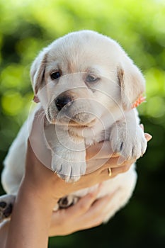 Woman hands holding a young labrador puppy dog