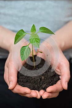 Woman hands holding young plant in fertil soil. Ecology concept