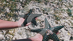 Woman Hands Holds Two Black Starfish over Transparent Ocean Water by Coral Reef