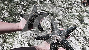 Woman Hands Holds Two Black Starfish over Transparent Ocean Water by Coral Reef