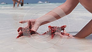 Woman Hands Holds Two Red Starfish over Transparent Ocean Water on White Beach