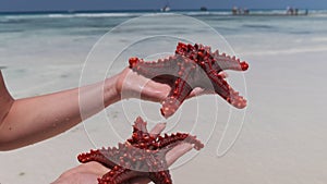 Woman Hands Holds Two Red Starfish over Transparent Ocean Water on White Beach
