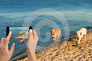 Woman hands with mobile cell phone to take a photo of as two labrador run along the river bank