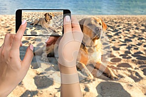 Woman hands with mobile cell phone to take a photo of labrador dog lying on the beach