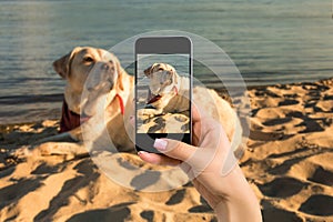 Woman hands with mobile cell phone to take a photo of labrador dog lying on the beach